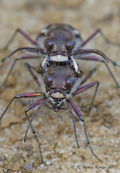 Cicindela tranquebarica